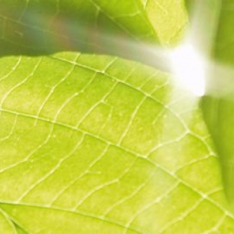 Green Steam
